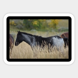 Grey and Black Wild Horse Sticker